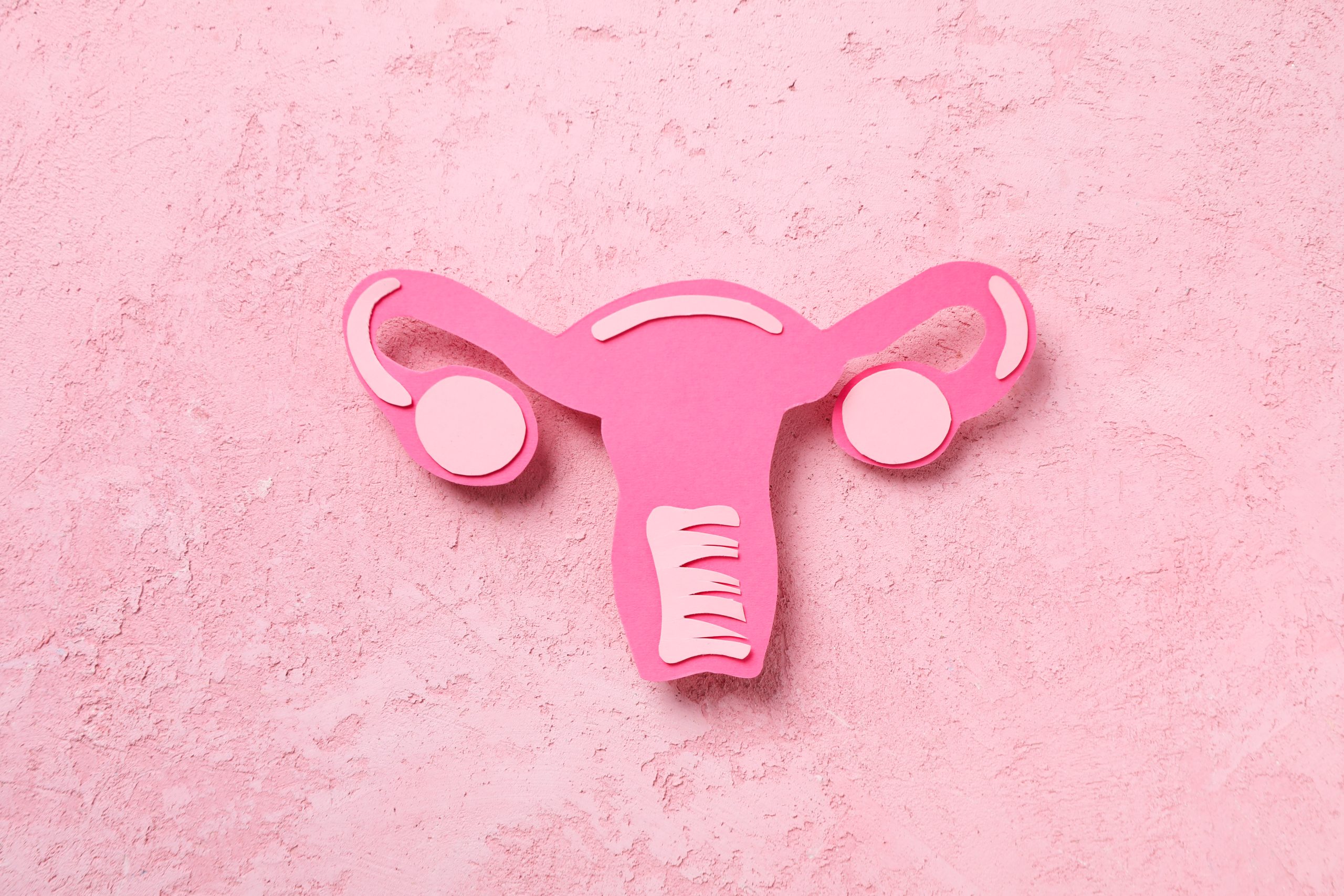 paper cutout of female reproductive system with pink background
